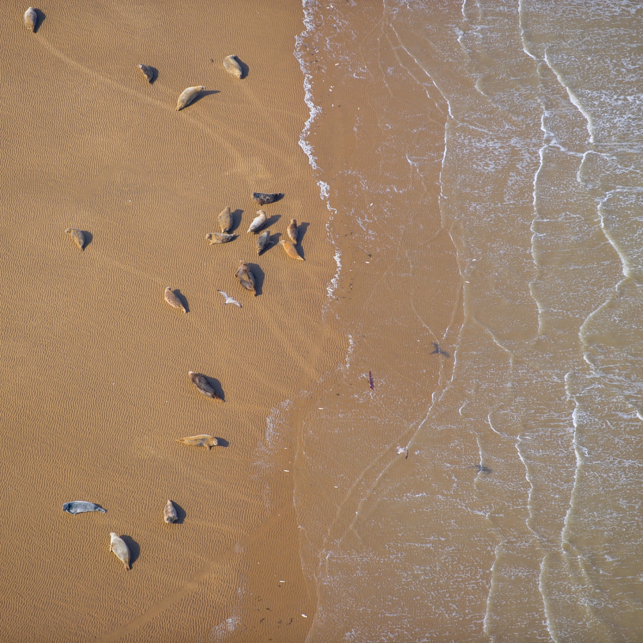 2003, ECON Ecological Consultancy, Scroby Sands Offshore Wind Farm, Seal Monitoring, Analysis of 2003 aerial surveys and summary of baseline data (Pre-Construction)